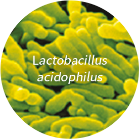 Lactobacillus acidophilus