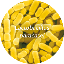 Lactobacillus paracasei