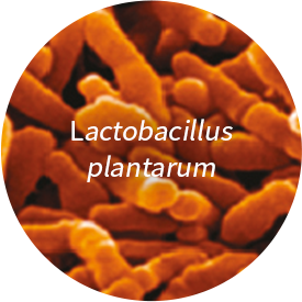 Lactobacillus plantarum