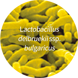 Lactobacillus delbruekii ssp. Bulgaricus