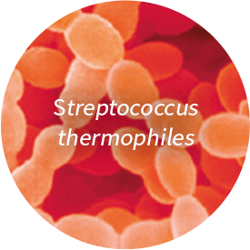 Streptococcus thermophiles