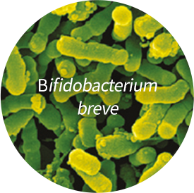 Bifidobacterium breve