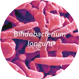 Bifidobacterium longum