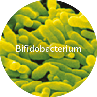 Bifidobacterium