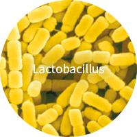 Lactobacillus