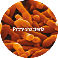 Proteobacteria